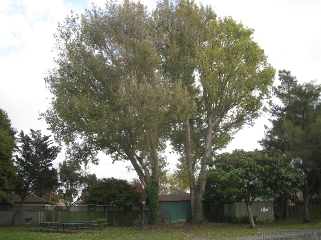 Cottonwoods Krusi Park 11-12-11