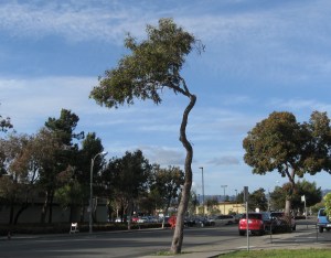 Tree trimming in Alameda