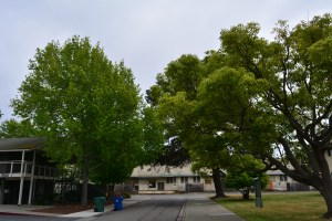 Main Street neighborhood trees